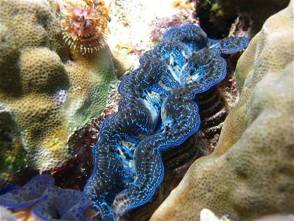Giant blue clam