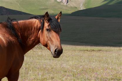 Wild Horse - Kyrgyz highland