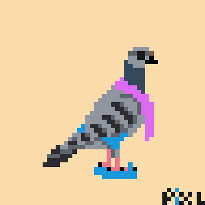 Beach Pigeon