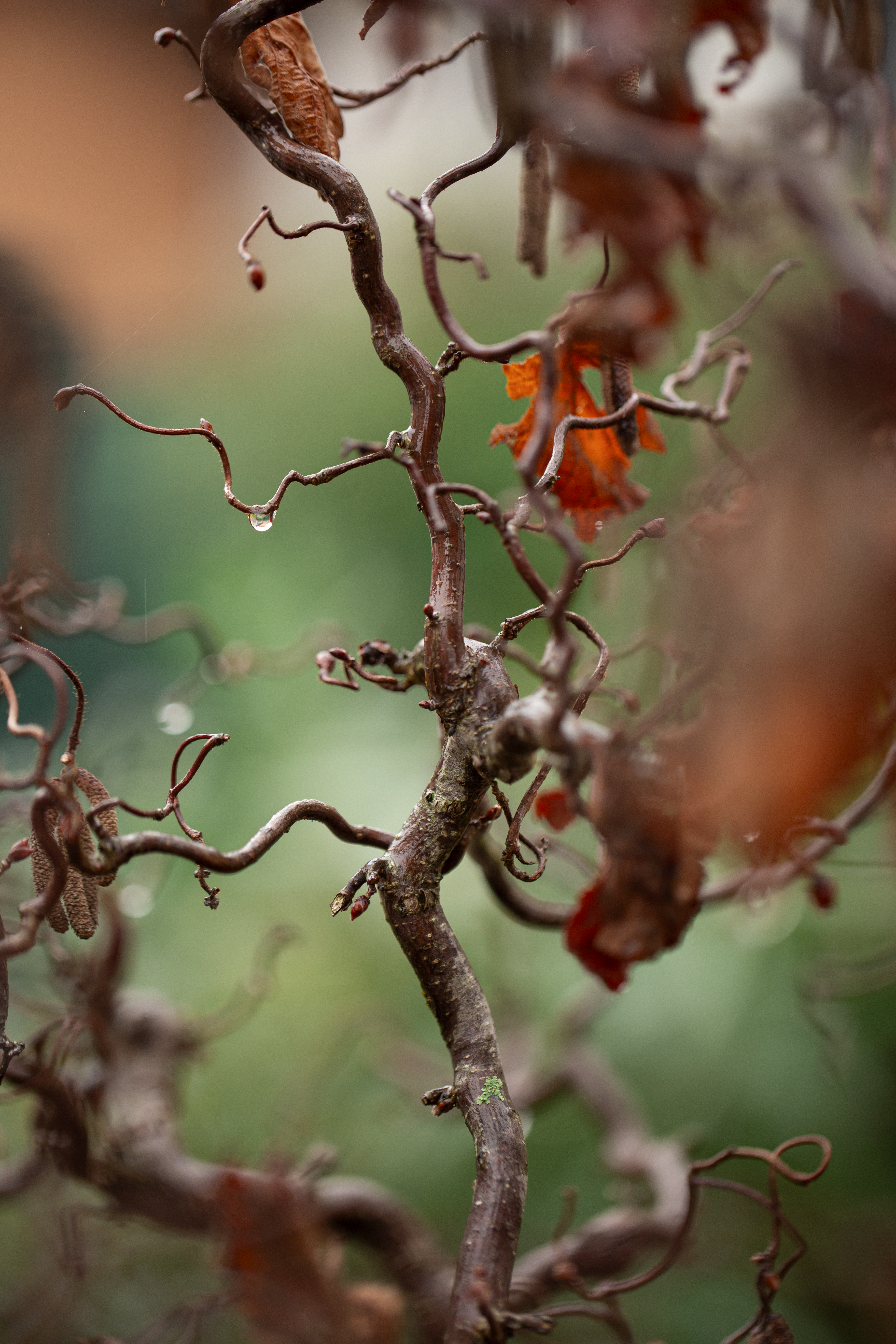 Rainy Mood NFT on Algorand