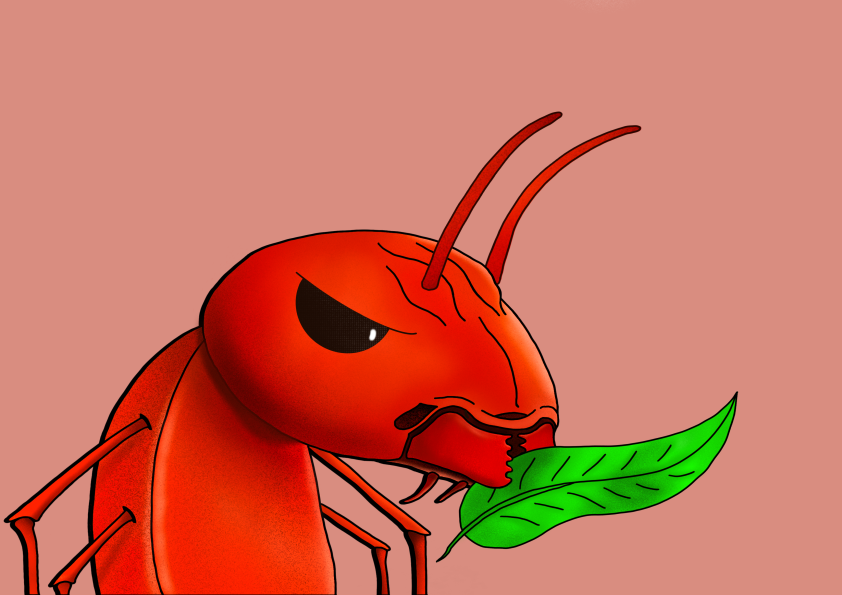 Algo Ants banner