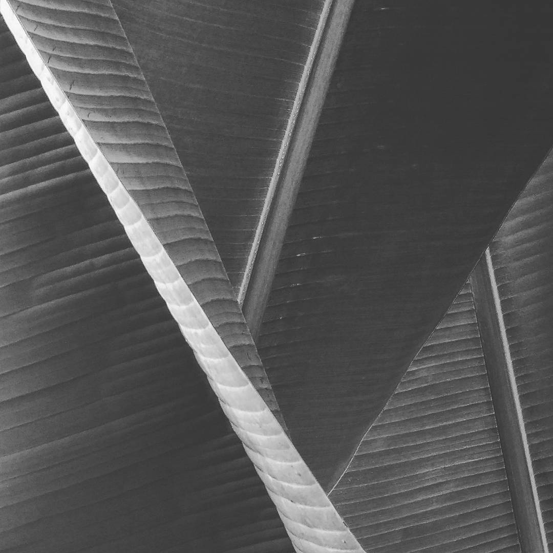 leafAngles NFT on Algorand