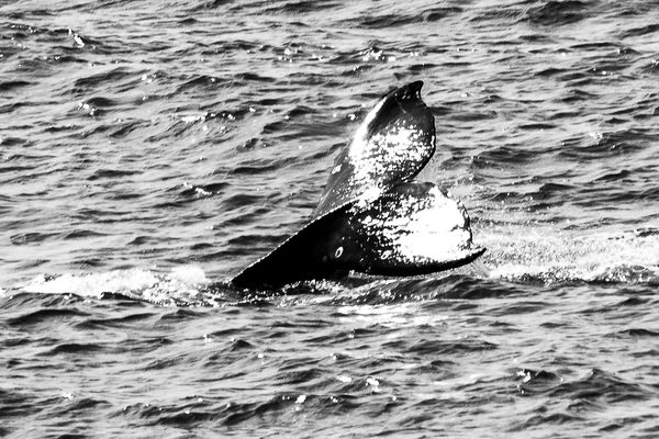 An image of BW Coast - Whale