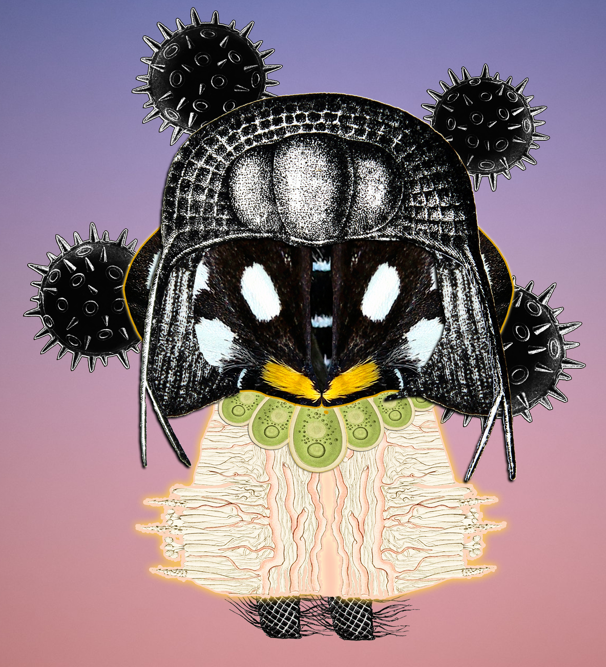 Hopium Warriors #121 NFT on Algorand