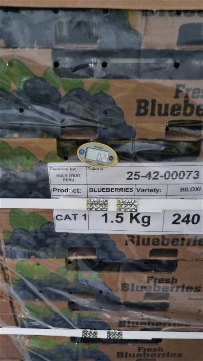 Blueberries 25-42-00073 - temp