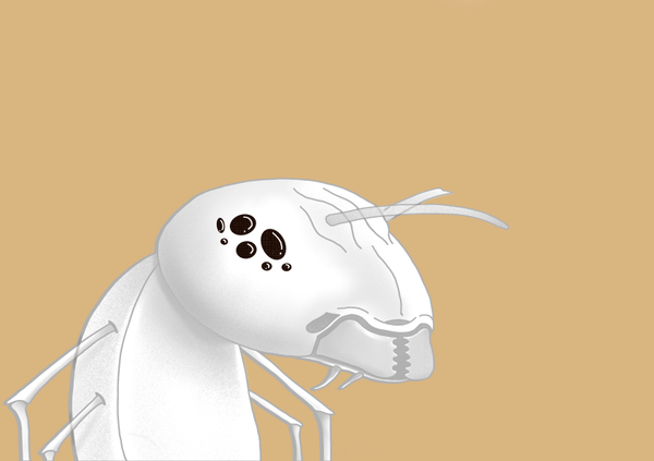 An image of Algo Ant 918