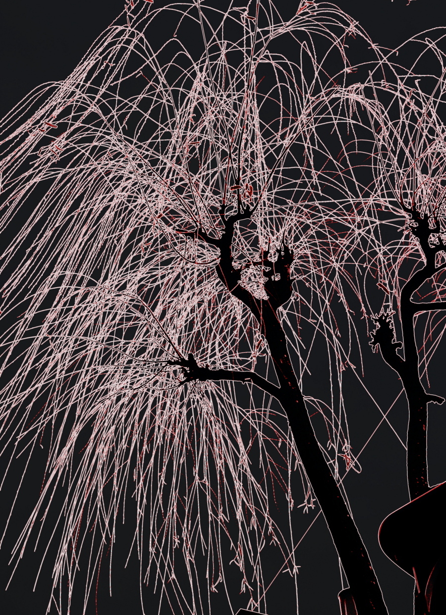 Tree Firework NFT on Algorand