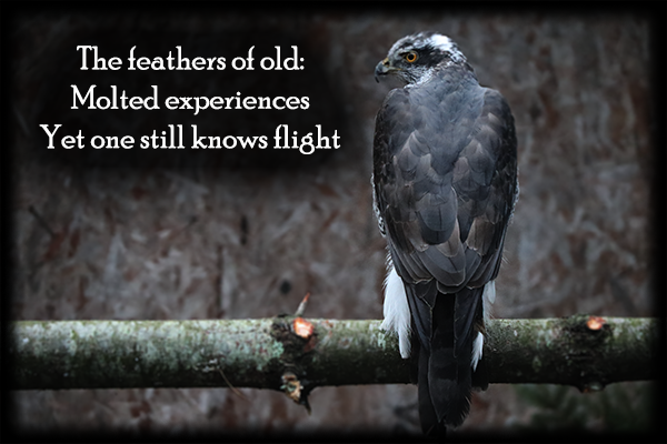 Photograiku#6: Feathers of Old NFT on Algorand