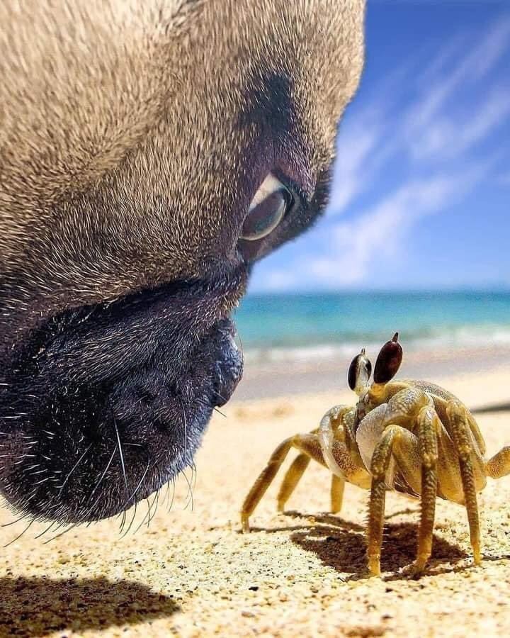 A crabby perspective  NFT on Algorand