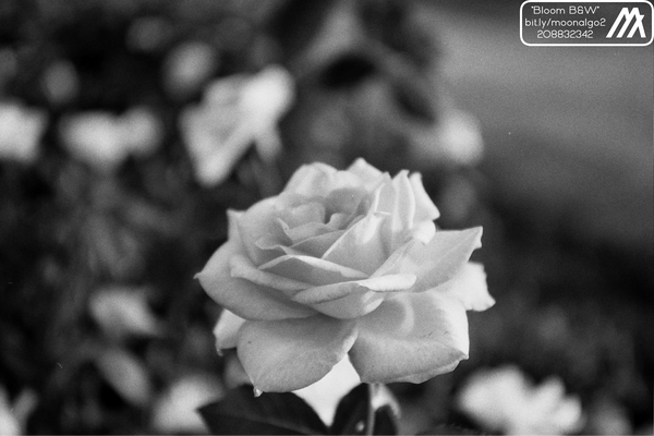 An image of Bloom B&W