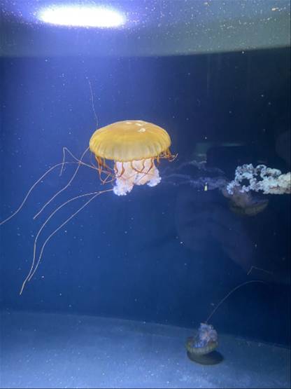jellyfish #2