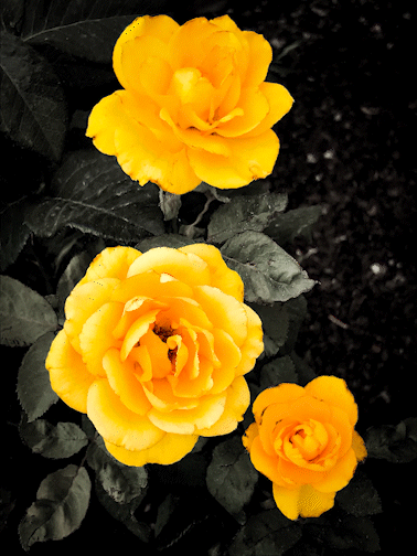 AlgoFlowers #001 NFT on Algorand
