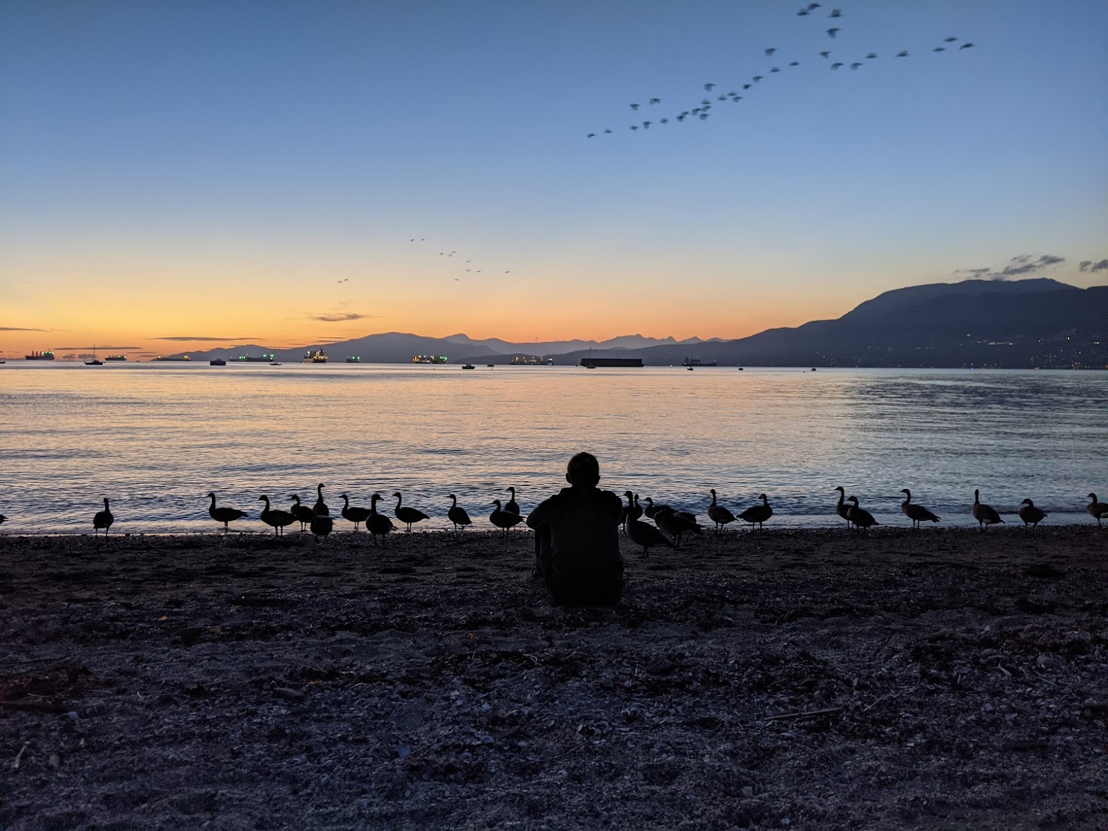 Kitsilano Beach Birds NFT on Algorand