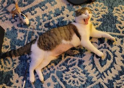 Kitty Yawning 