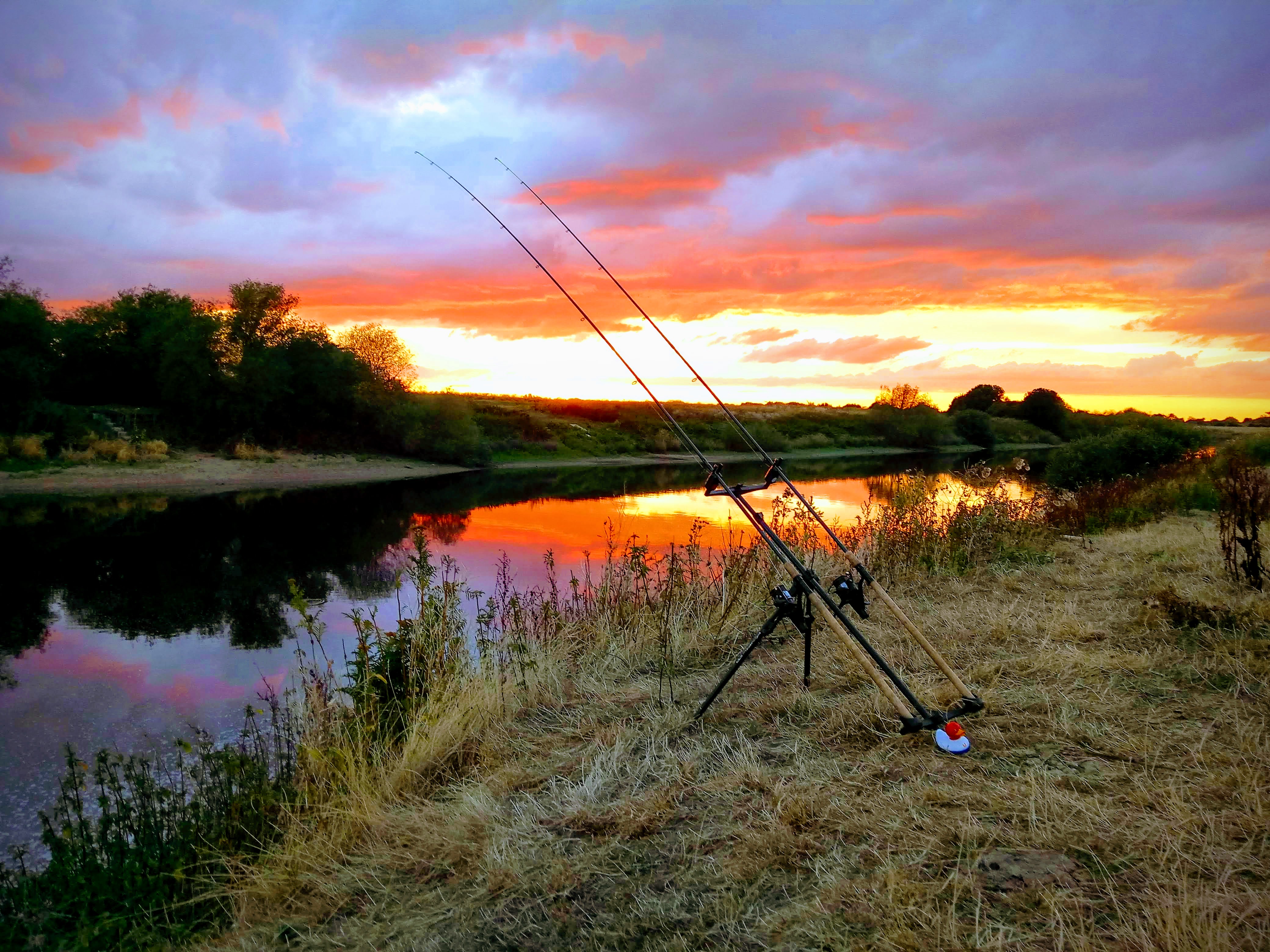 Shepherd's Delight NFT on Algorand