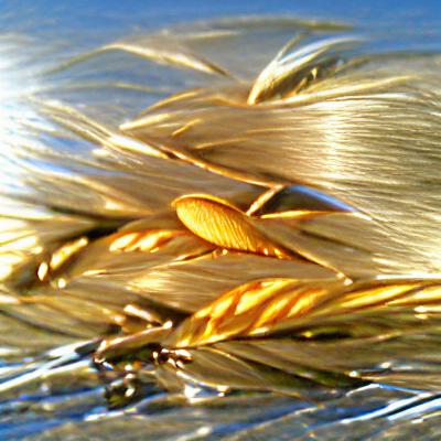 WheatCoin #3 NFT on Algorand