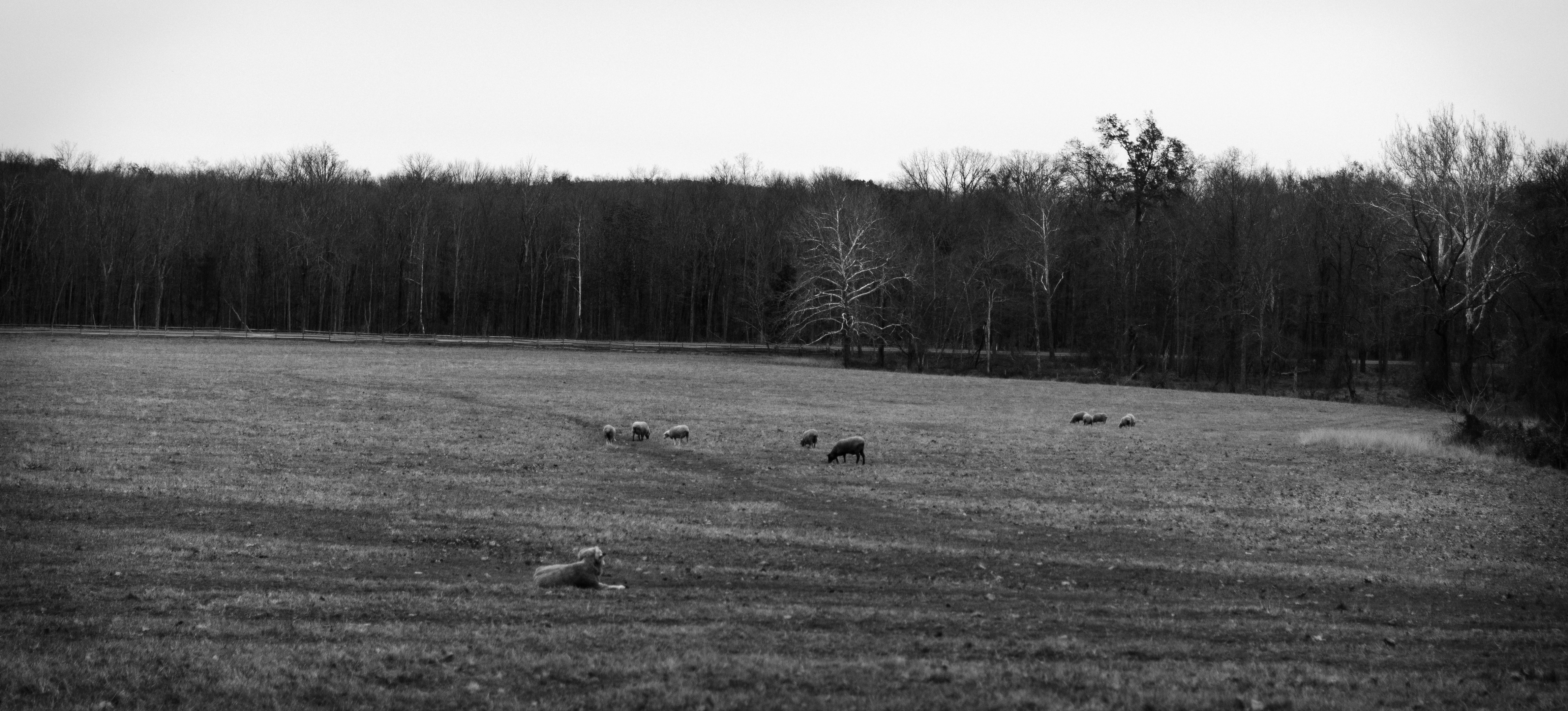 Watching & Grazing NFT on Algorand