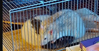 My pet Rats