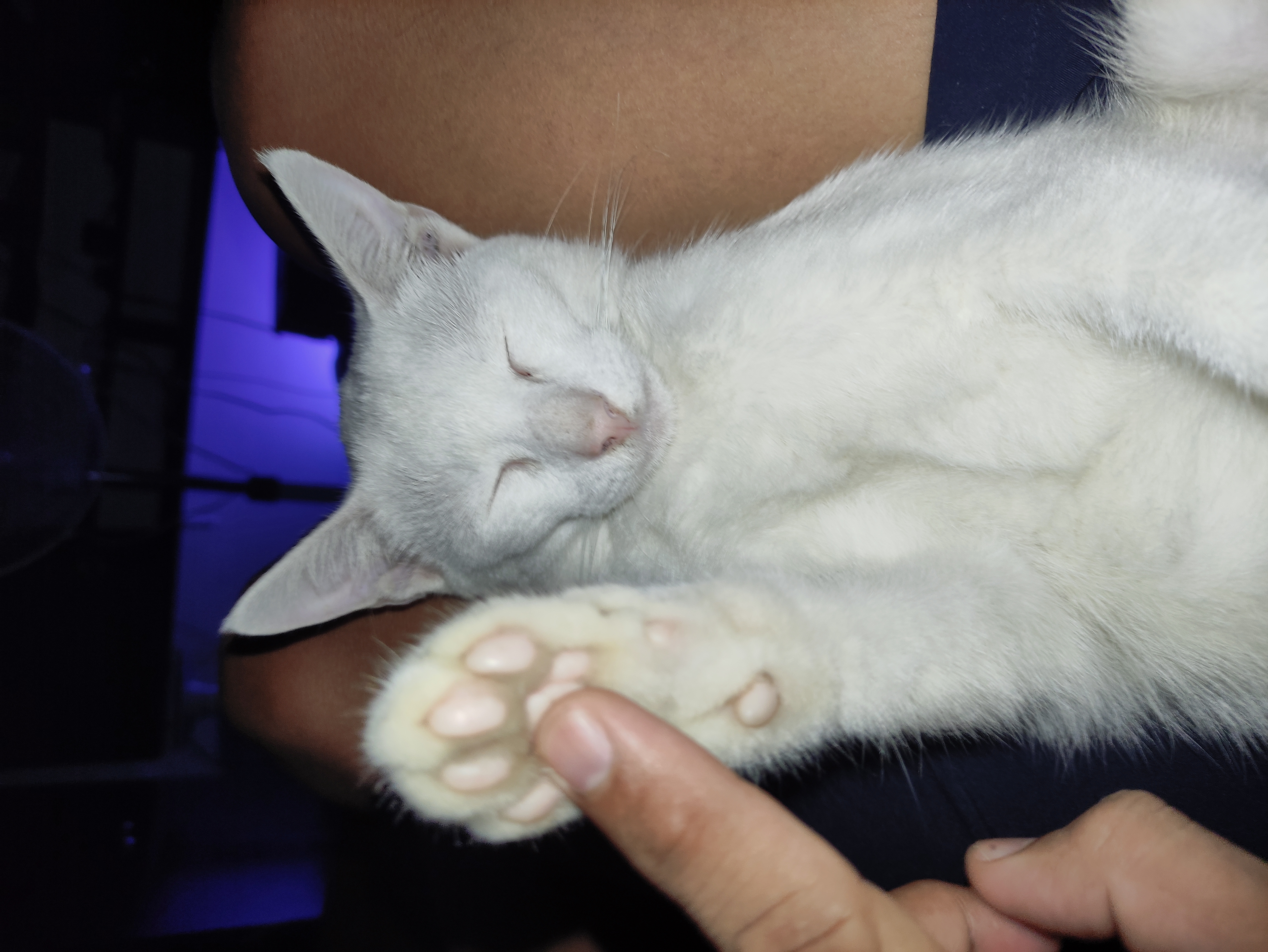 ApirKat NFT on Algorand