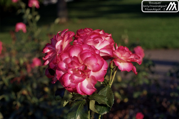 Image of Bouquet