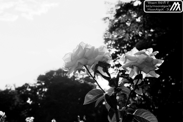 An image of Bloom B&W II