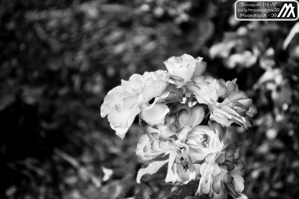 An image of Bouquet B&W