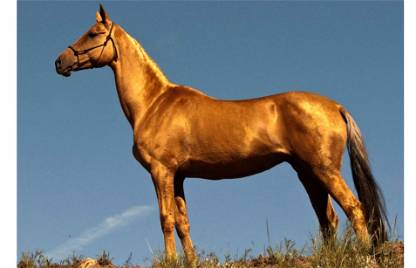 Golden Horse 