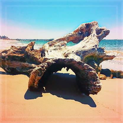 This stump crossed the ocean.