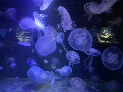jellyfish #1