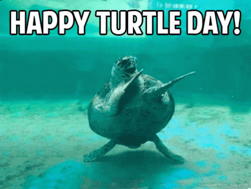 Happy Turtle Dance