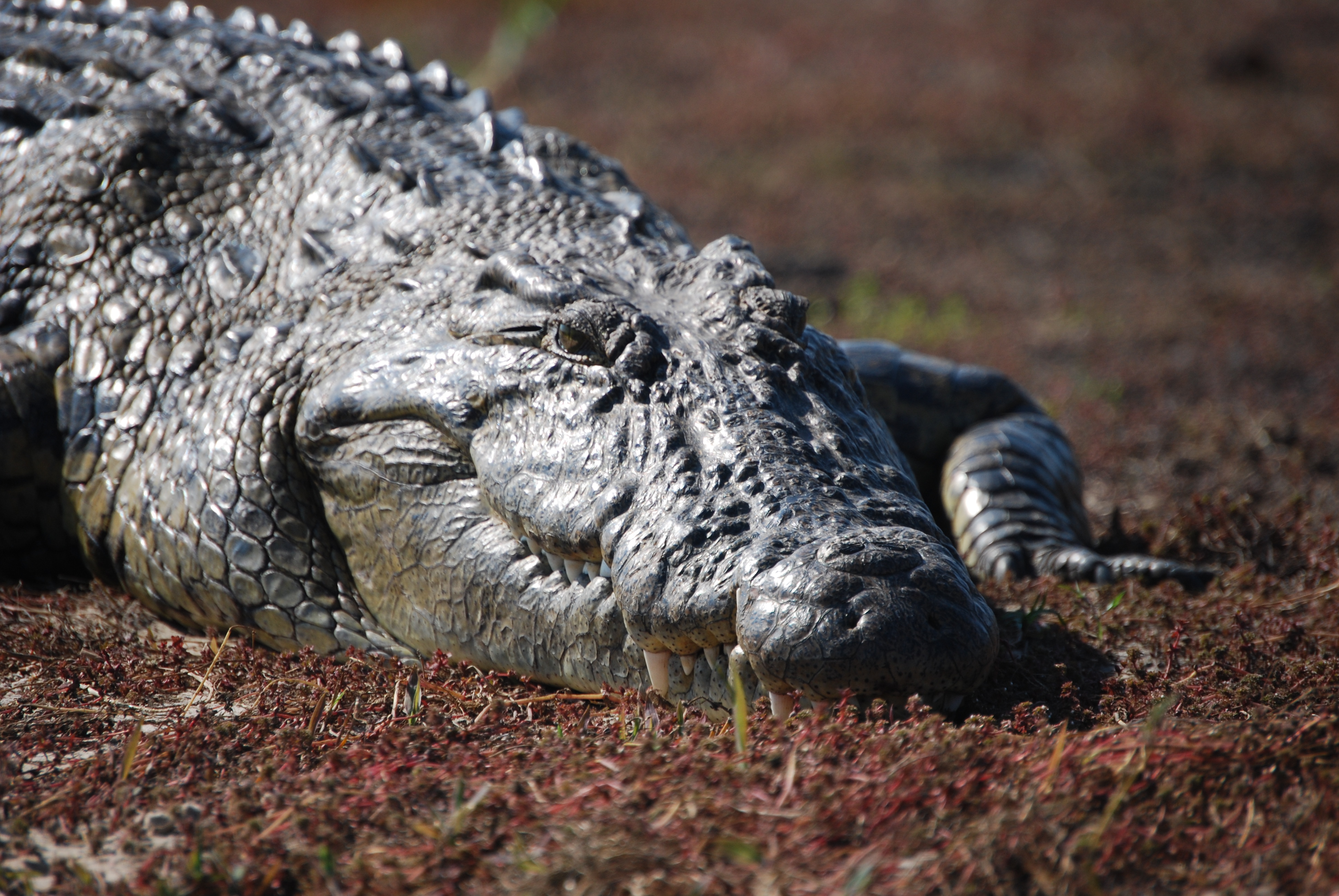Smirking Crocodile NFT on Algorand