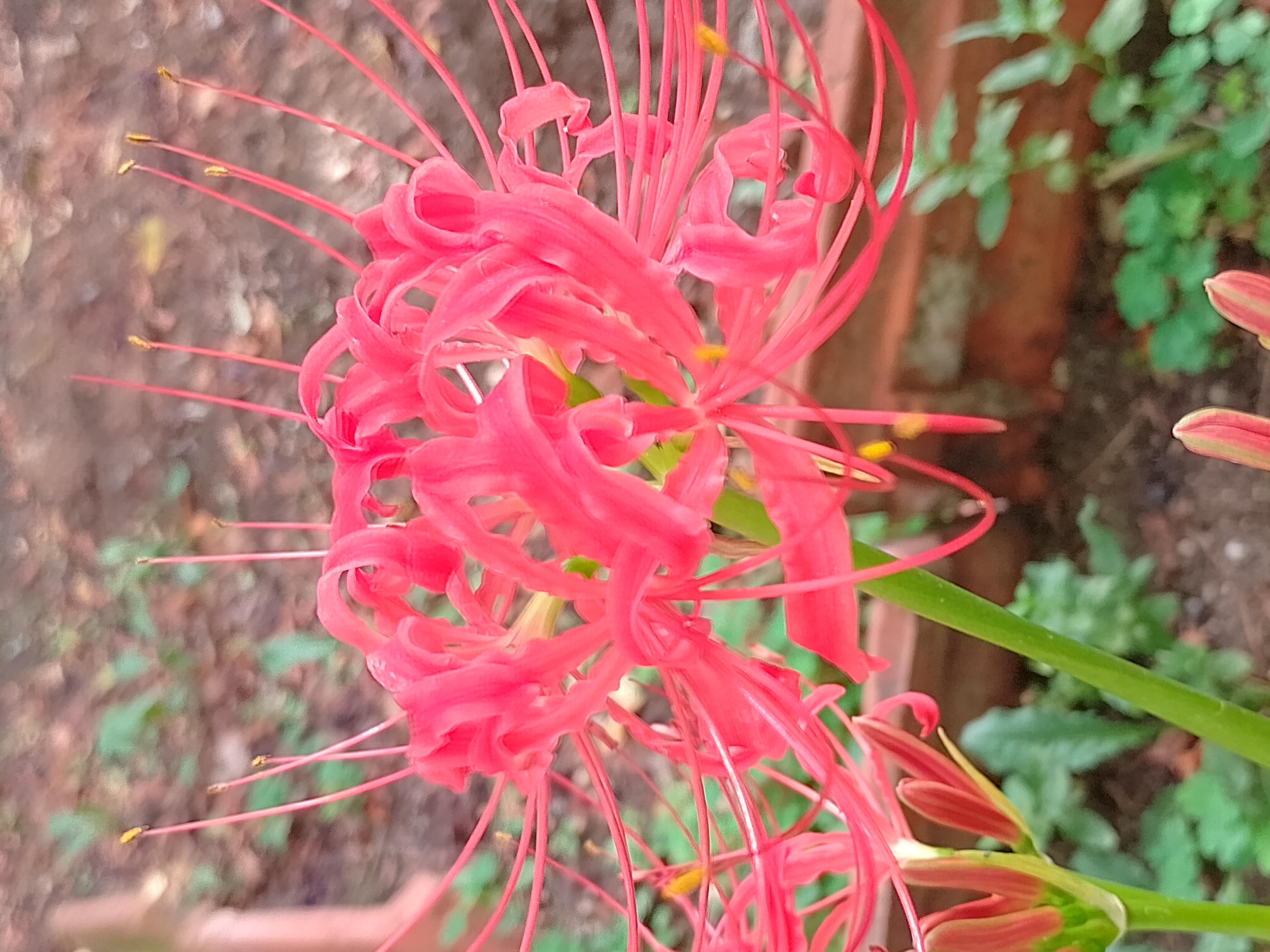 Lycoris radiata NFT on Algorand