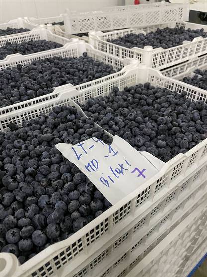 Packing - Blueberry for process