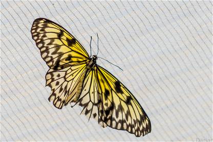 Yellow buterfly