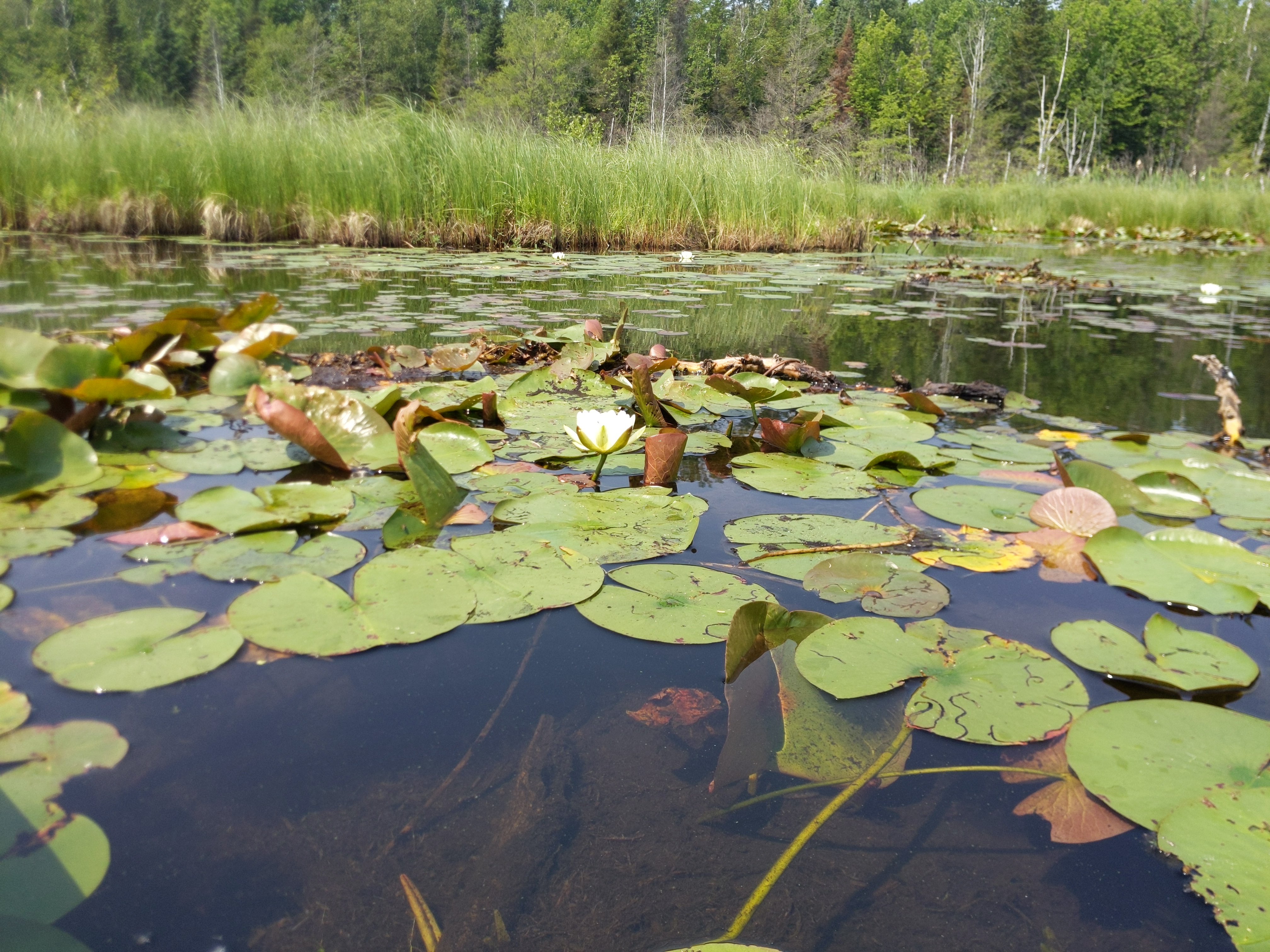 water lilies at the lake NFT on Algorand