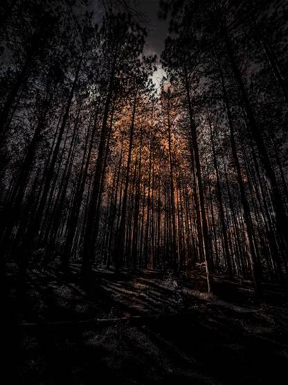Looming Doom Through Dark Pines