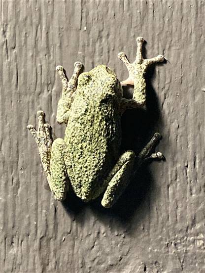 IRL, Tree Frog