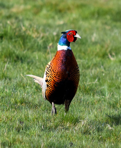 The unfamous grouse NFT on Algorand