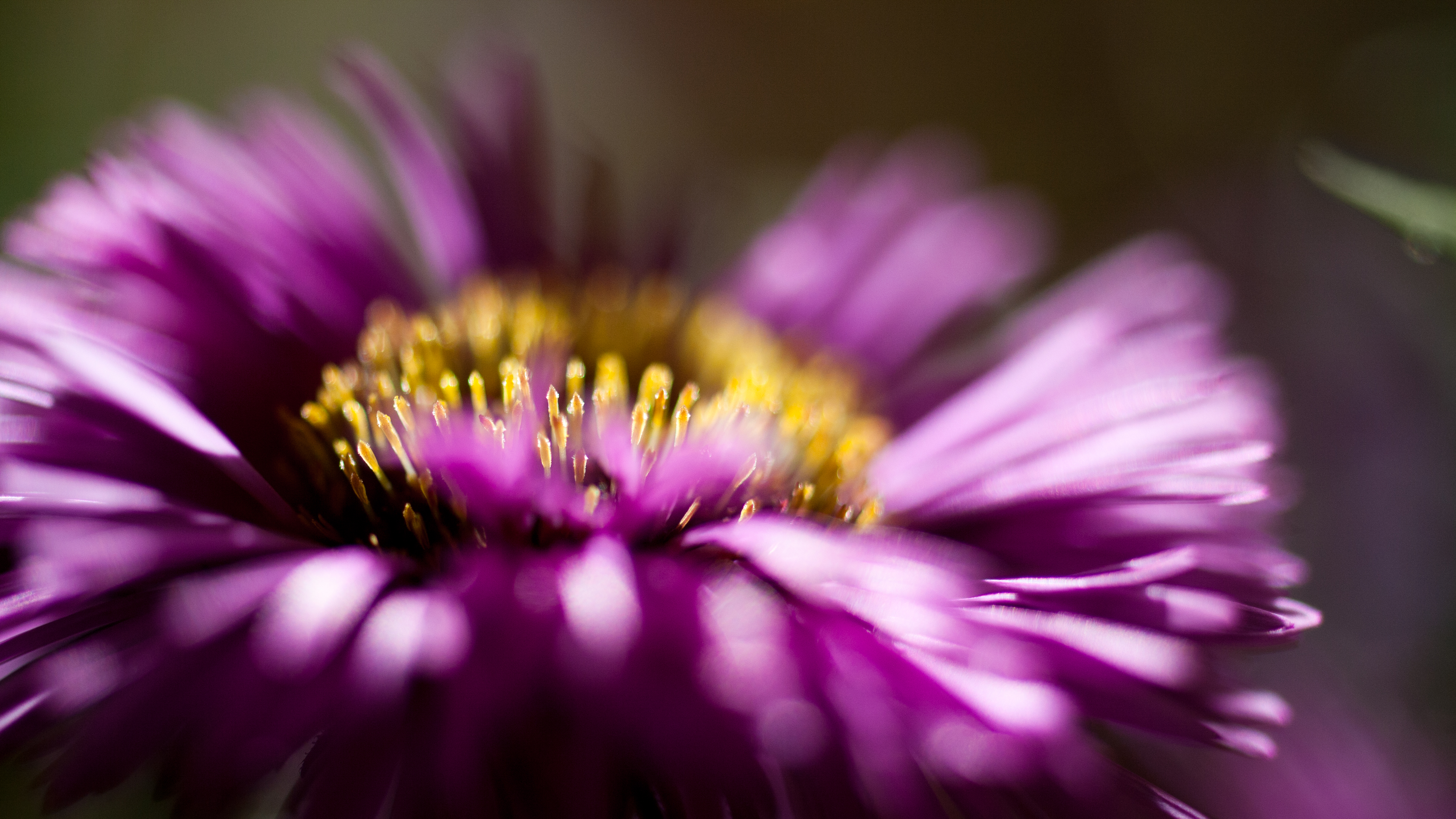 Flower #1 NFT on Algorand
