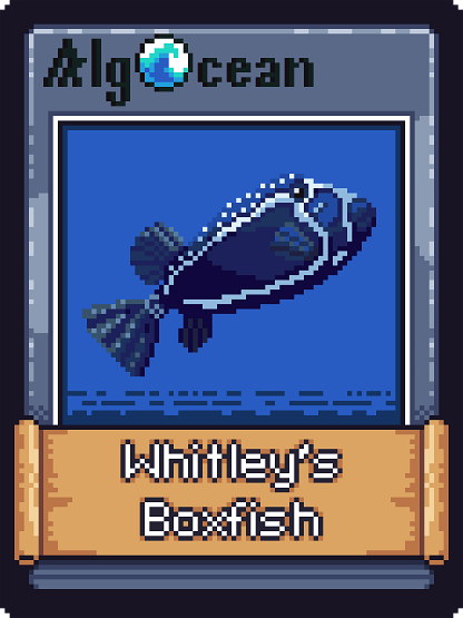 Whitleys Boxfish