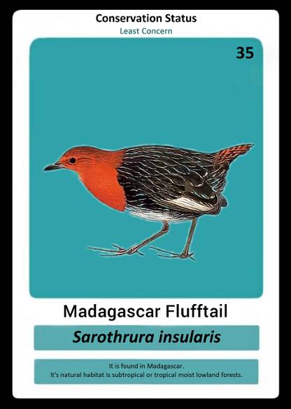 Madagascar Flufftail