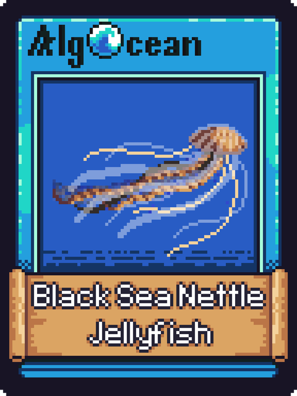 Image of Black Sea Nettle