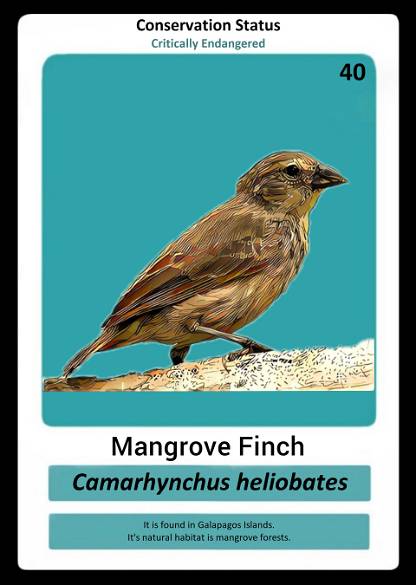 Mangrove Finch
