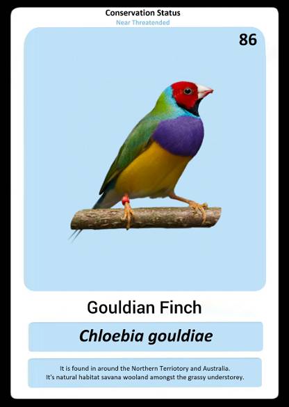 Gouldian Finch