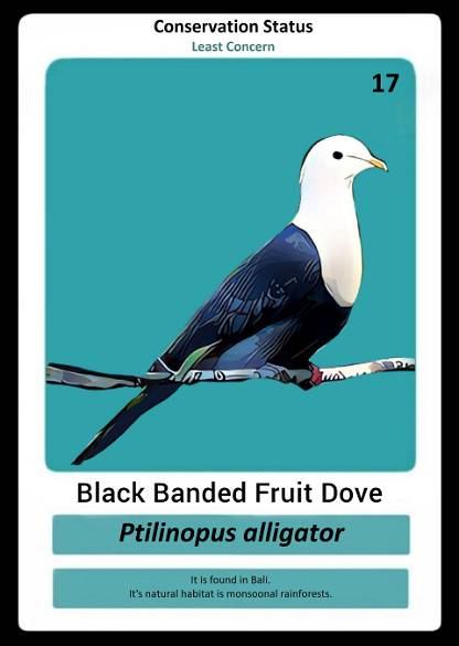 Black Banded Fruit Dove