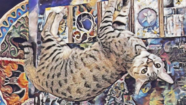 An image of Sebastian The Magical Cat