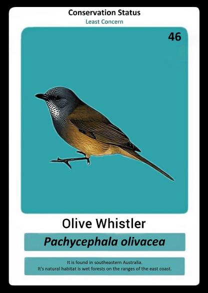 Olive Whistler