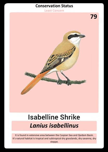 Isabelline Shrike