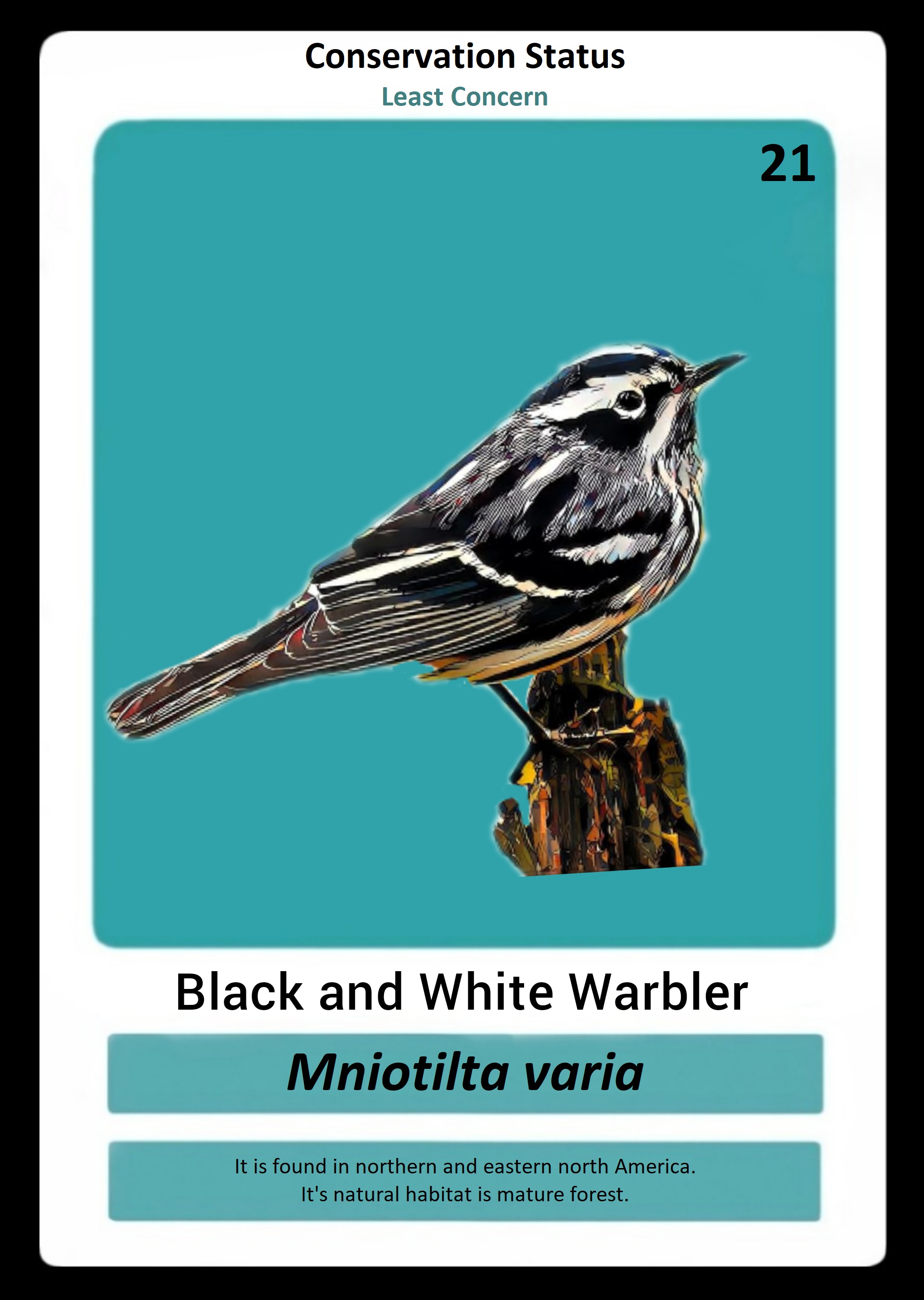 Black and White Warbler NFT on Algorand