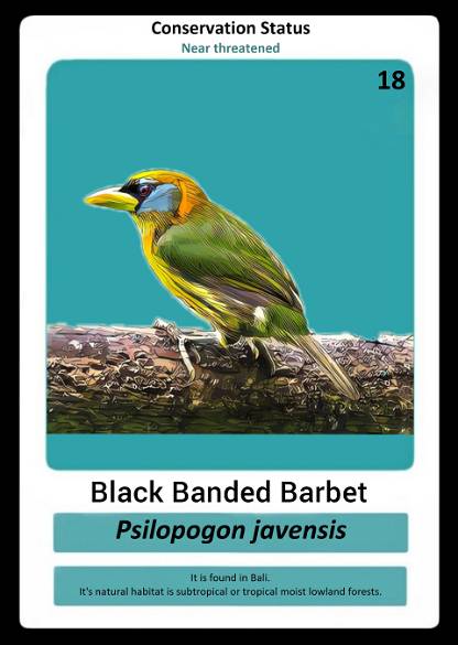 Black Banded Barbet
